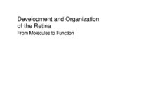 Development and Organization of the Retina – From Molecules to Function () Leo M. Chalupa
