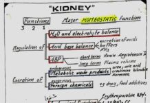 Renal Physiology – Anatomy and Homeostatic Functions of the Kidney (2024) Dr. Nagi