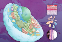Color Atlas and Text of Histology – Comprehensive Guide to Microscopic Anatomy (2020) Leslie P. Gartner