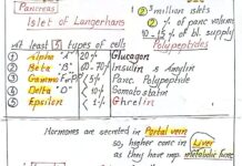 Endocrinology and Metabolism – Pancreatic Physiology and Diabetes Mellitus (2025) Medical Review Board