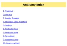 Orthobullets Anatomy – Anatomy Index (2024) Orthobullets Team