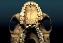 Human Tooth Crown and Root Morphology – The Arizona State University Dental Anthropology System (2022) G. Richard Scott