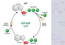 Biochemistry – An Organic Chemistry Approach (2020) Michael B. Smith