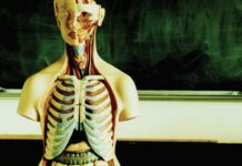 Clinical Anatomy – Applied anatomy for students and junior doctors (2006) Harold Ellis