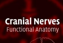 Basic and Clinical Science Course – External Disease and Cornea (2024) American Academy of Ophthalmology