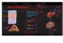 Physiology Handbook – Endocrinology Systems and Metabolic Regulation (2012) Dr. El-Sherif