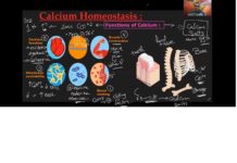 Physiology of Endocrine Systems – Calcium and Phosphate Homeostasis Regulation (2024) Dr. El-Sherif