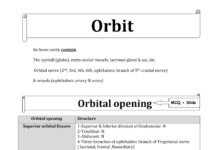 Orbit – Anatomy, Openings, and Differential Diagnosis of Orbital Infections (2024) Moez Sholfet