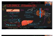 Endocrine Physiology – Calcium and Bone Metabolism (2024) Dr. El-Sherif