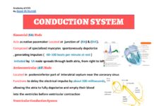 Anatomy of CVS (2024) Aseel Al-Humidi