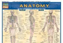 QuickStudy Anatomy – The Most Comprehensive All-in-One Anatomy Chart Over 1,000 Anatomical Identifications (2020) BarCharts, Inc.