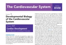 The Cardiovascular System – Cardiac Development (2024) Daniel Bernstein