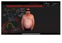 Physiology – Essential Concepts of the Endocrine System (2024) Dr. El-Sherif