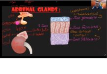 Concise Human Physiology – Functions and Regulation of Cortisol (Glucocorticoids) (2024) Dr. El-Sherif